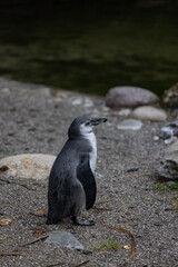 A young penguin is swimming through the water and then walking to the land and looking for his friends where they are. Amazing cute penguins are just relaxing to watch them play.