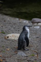 A young penguin is swimming through the water and then walking to the land and looking for his friends where they are. Amazing cute penguins are just relaxing to watch them play.