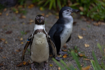 Some really cute penguins are playing together and walking through the park. A wonderful penguin-family looking to each other and search some food.