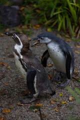 Some really cute penguins are playing together and walking through the park. A wonderful penguin-family looking to each other and search some food.