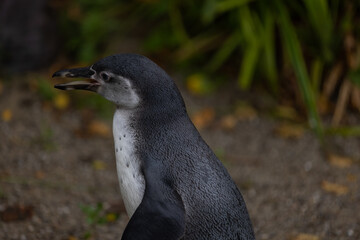 Some really cute penguins are playing together and walking through the park. A wonderful penguin-family looking to each other and search some food.