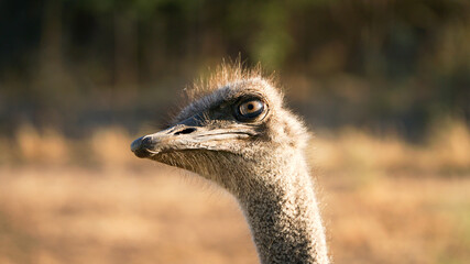 Ostrich near the Waterberg Plateau National Park landscapes in Namibia.