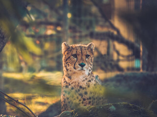 Cheetah in the wilderness