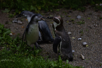 Some really cute penguins are playing together and walking through the park. A wonderful penguin-family looking to each other and search some food.