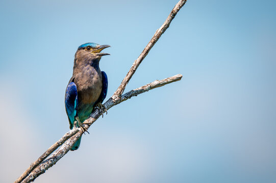 Indian roller bird on branch of died tree
