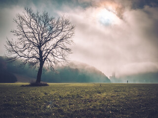 Lonely Tree Landscape
