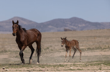 Wild Horse Mare and Foal in the Utah Desert