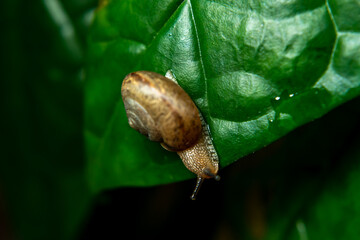 snail perched on a leaf
