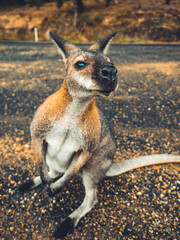 Naklejka premium Cute Kangaroo seeking for Attention