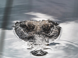 Crocodile reaching its head out of water