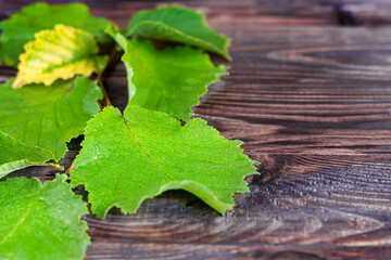 Green leaves of hazelnuts on a wooden background. Backgrounds and textures.