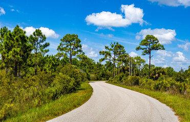 Webb Lake Road in Babcock Webb Wildlife Management Area in Punta Gorda Florida USA