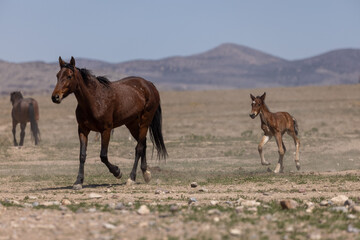 Wild Horse Mare and Foal in the Utah Desert