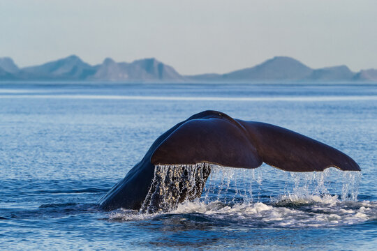 Spermwhale diving Down showing fluke at sea