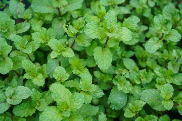 Peppermint plant grow at vegetable garden. Fresh peppermint trees in organig garden.