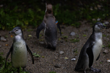 Some really cute penguins are playing together and walking through the park. A wonderful penguin-family looking to each other and search some food.