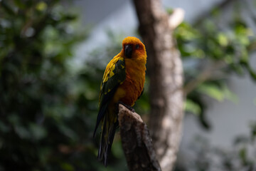 Amazing colorful parrot sitting on a tree and chilling. Wonderful colors like orange, blue, yellow, white and green in this bird. Just a beautiful animal in the nature.