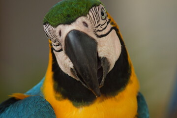 blue and yellow macaw ara © Vinicius