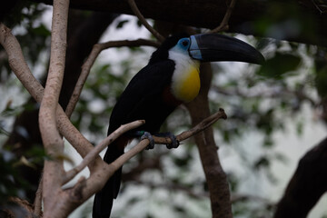 Amazing colorful parrot sitting on a tree and chilling. Wonderful colors like orange, blue, yellow, white and green in this bird. Just a beautiful animal in the nature.