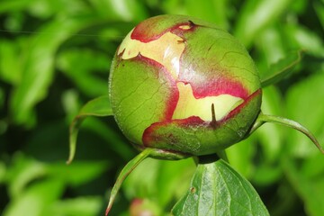 Beautiful white peony bud in the garden on green leaves background