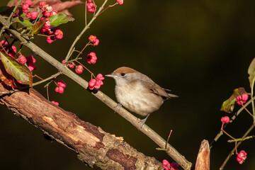 Eurasian blackcap bird in  a tree