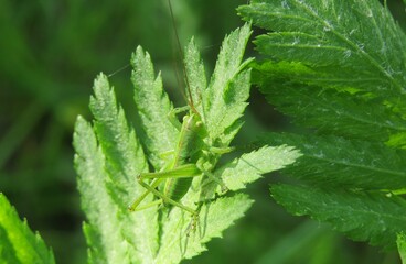 Green grasshopper sitting on green plant in the meadow, closeup