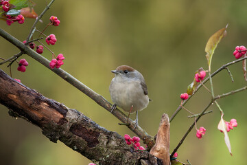 Eurasian blackcap bird in  a tree