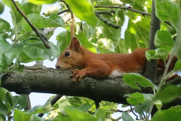 Zelfklevend Fotobehang Redhead european squirrel on a apple tree in the garden © natalya2015