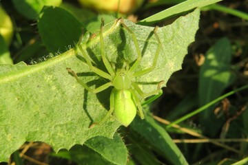 Green spider on leaves in the garden, closeup - Powered by Adobe