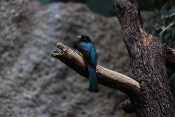 Amazing colorful parrot sitting on a tree and chilling. Wonderful colors like orange, blue, yellow, white and green in this bird. Just a beautiful animal in the nature.