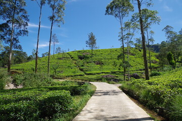 スリランカ　ヌワラエリヤのブルーフィールドティーファクトリー