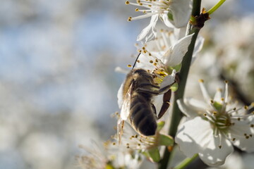 White plum blossoms in the spring season with a honey bee collecting nectar_1