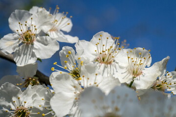 White plum blossoms in the spring season.  Plum blossom. White plum flowers on the background of the blue sky.