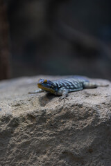 Wonderful colorful lizard is sitting on a rock and enjoy the sun. Amazing blue lizard in action. Just a beautiful Animal.