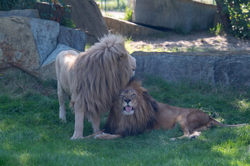 Zwei männliche Löwen