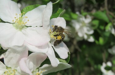 Honeybee on apple flowers in the garden in spring, closeup