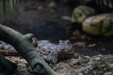 Obraz premium Majestic crocodile starring and waiting for food. One of the oldest Animal on earth is chilling in the nature. The crocodile tries to not move.