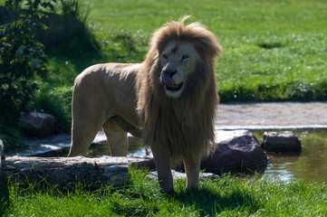 L&ouml;we an der Wasserstelle