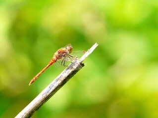Libelle sonnt sich auf einem Ast in der Lahn