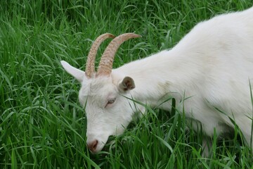 Closeup of white goat on the meadow