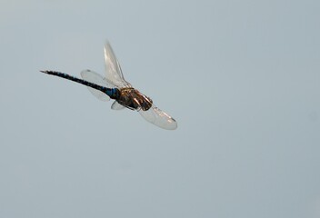 fliegende Libelle im Sonnenschein 