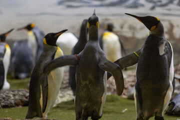 Some really cute penguins are playing together and walking through the park. A wonderful penguin-family looking to each other and search some food.