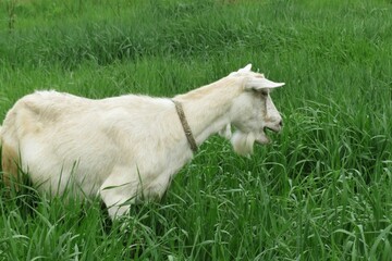 Goat on green grass background