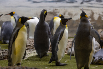 Fototapeta premium Some really cute penguins are playing together and walking through the park. A wonderful penguin-family looking to each other and search some food.