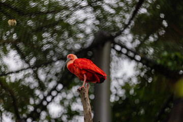 An amazing colorful bird is sitting on a tree and washing his body. Wonderful red and orange birds in the amazon, Brazil.