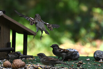 Obraz premium Spatz und Sperlinge im Flug