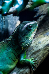 Leguan