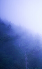 Fototapeta na wymiar Blue fog pine trees hill mountain blurry forest mist