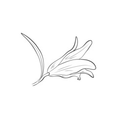 lily bud image. contour hand drawn flower. vector floral element for greeting and invitation design