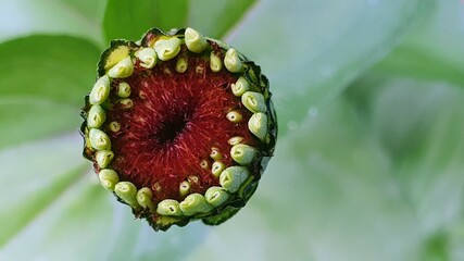 close up of a flower